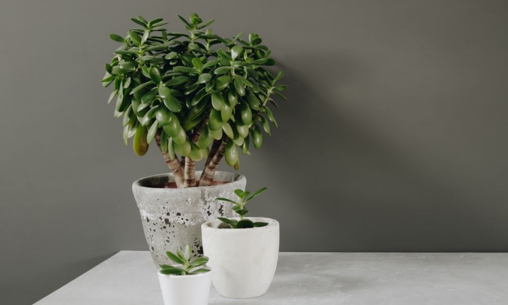 large-potted-jade-plant