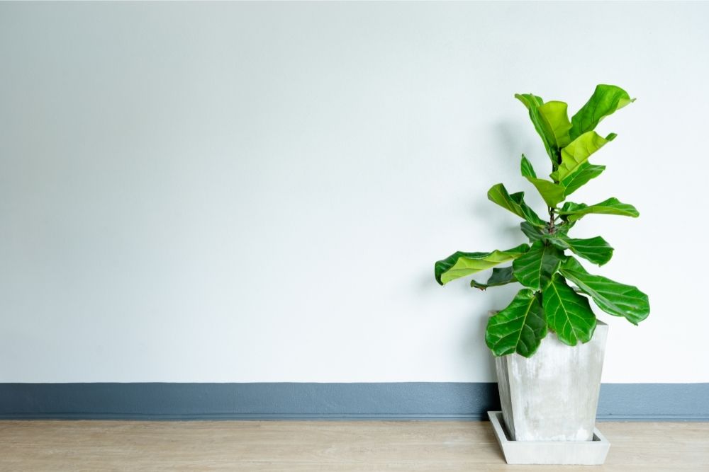 living room plant in floor planter