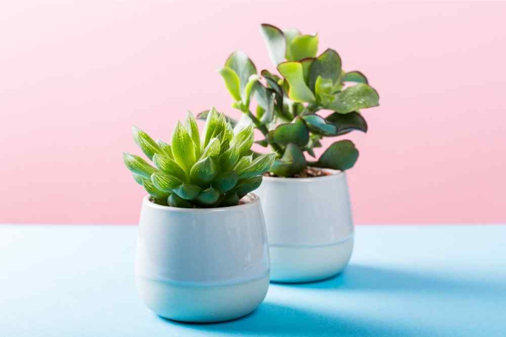 pink and blue background plants