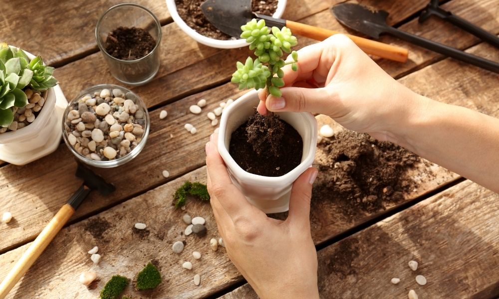 repotting a plant slowly and carefully