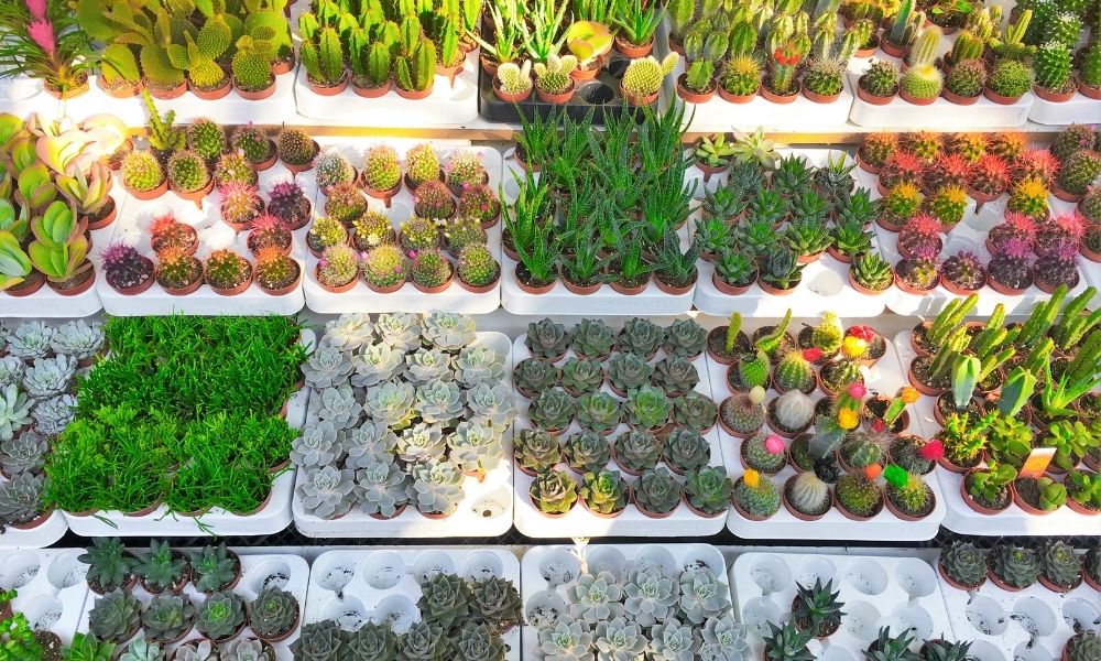 variety of succulents in a nursery