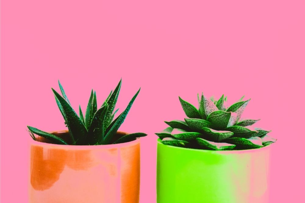 succulents in colorful pots pink background