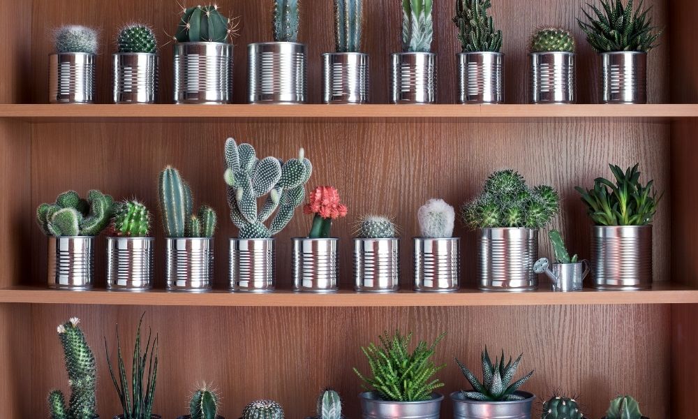 succulents in cans on a wooden shelf top