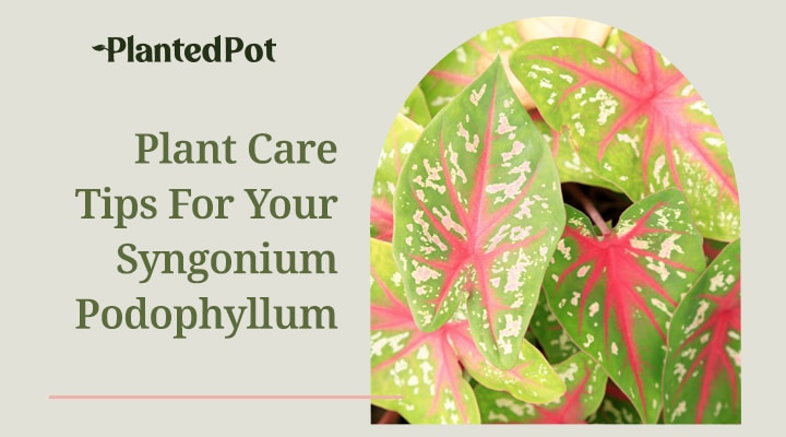 syngonium podophyllum care
