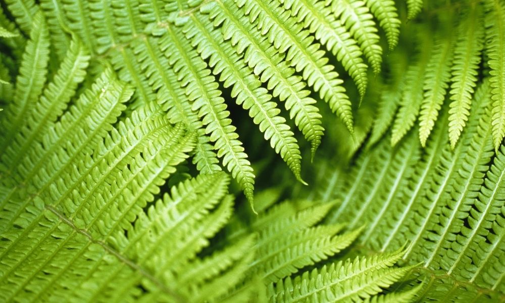 up close shot of fern leaves
