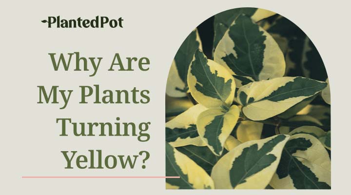 why do plant leaves turn yellow