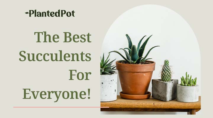 best succulents