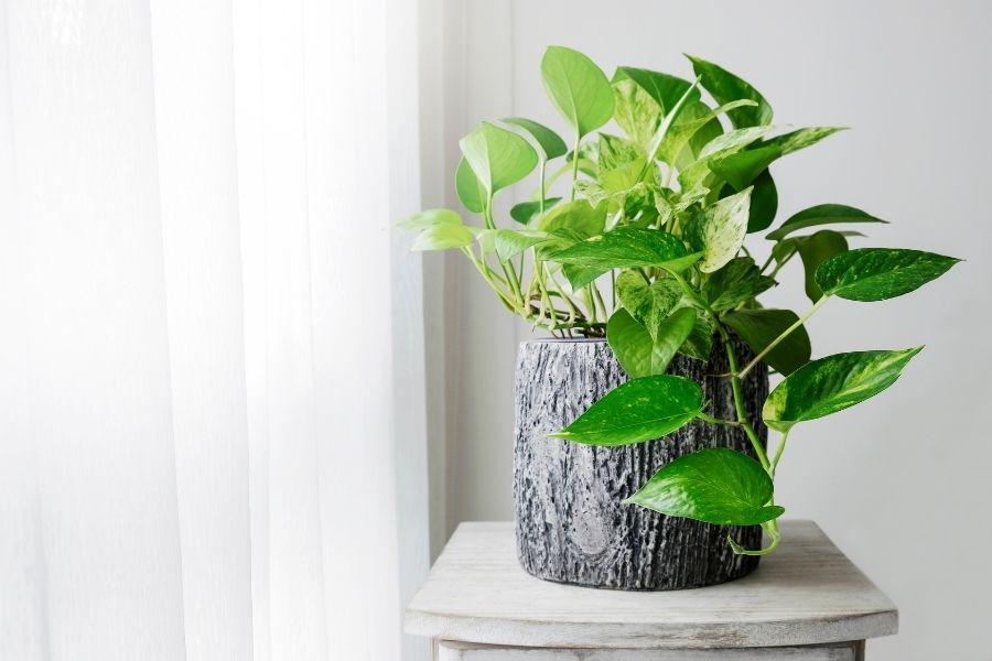 Pothos plant in a pot by the window