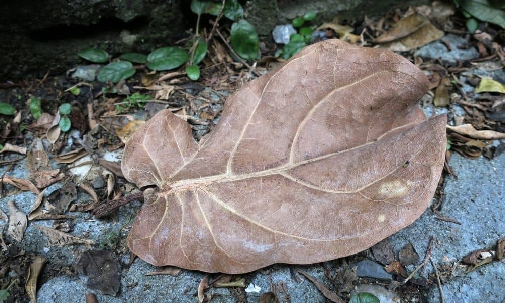 brown leaf fallen