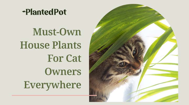 cat friendly house plants