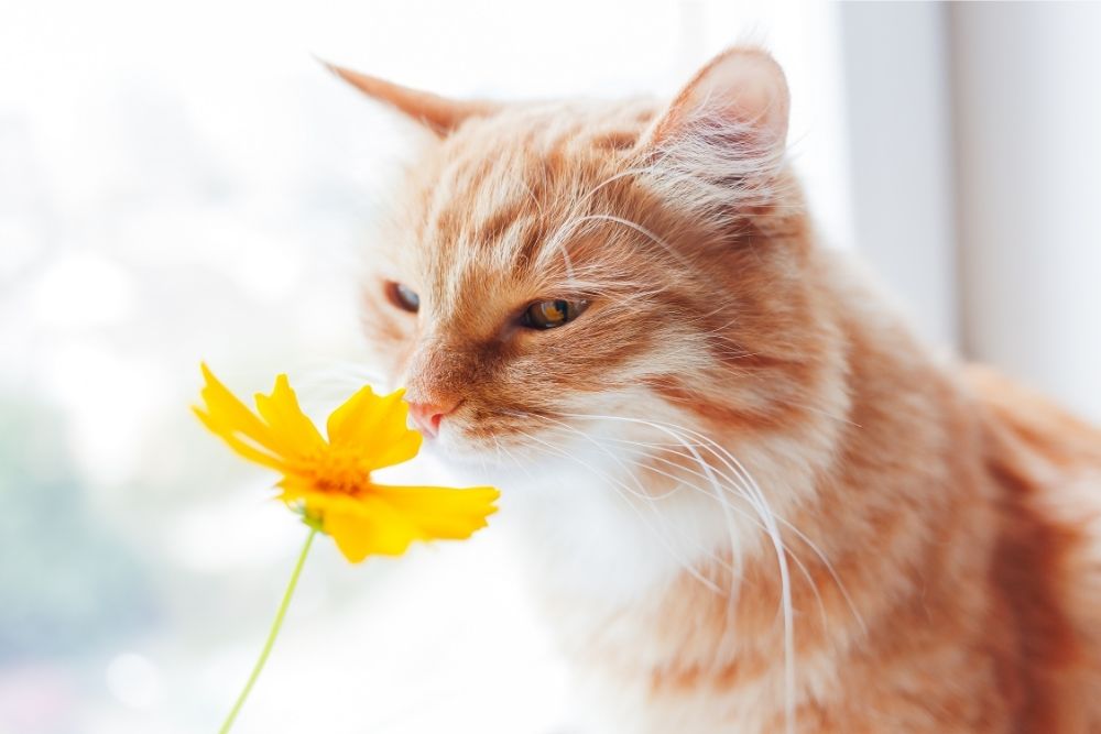 cat smelling flower carefully