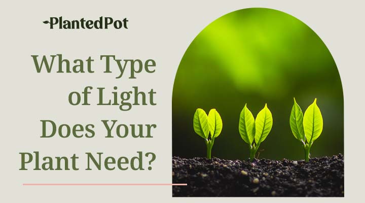 do plants need direct sunlight or just light