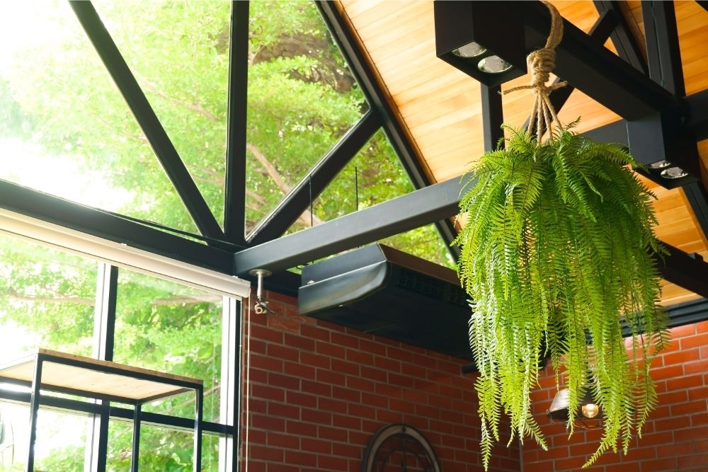 hanging fern from rafter
