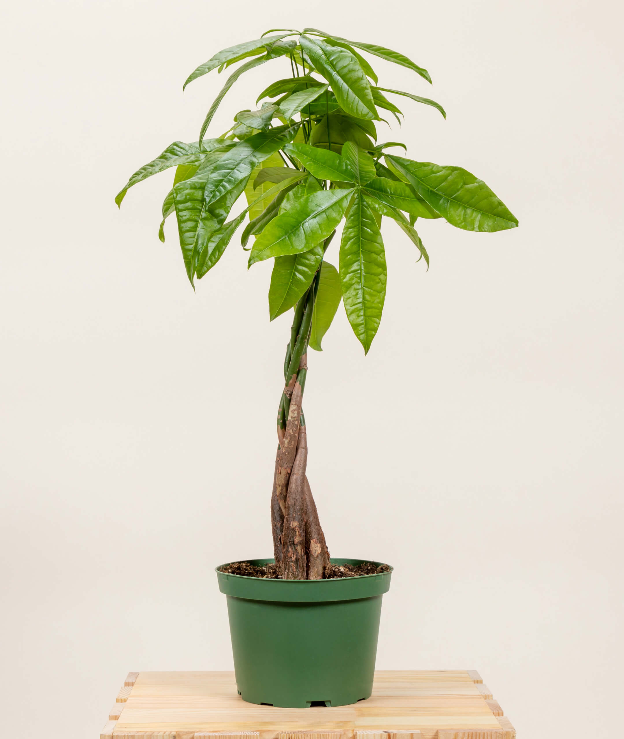 Money Tree – Guiana Chestnut