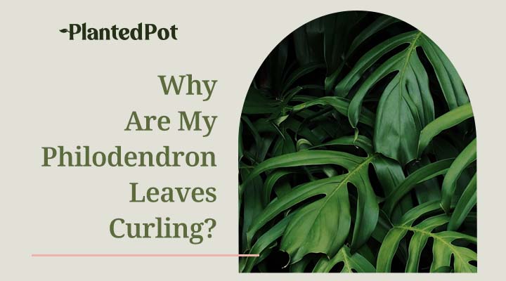 philodendron leaves curling