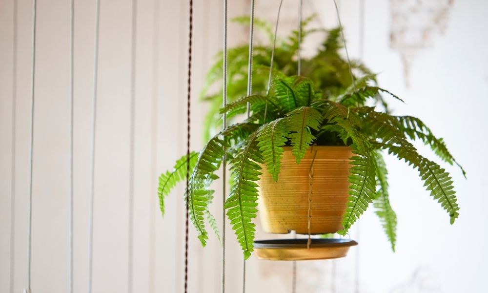 plant in hanging pot