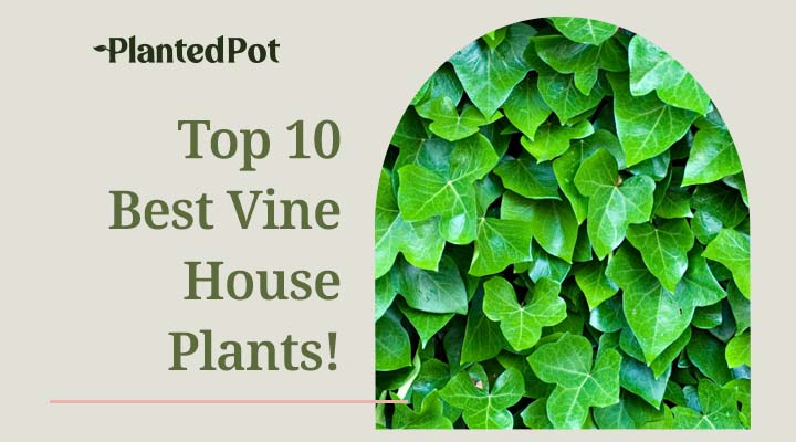 vine house plants