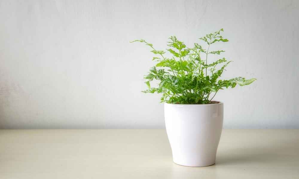 plant in white pot white background