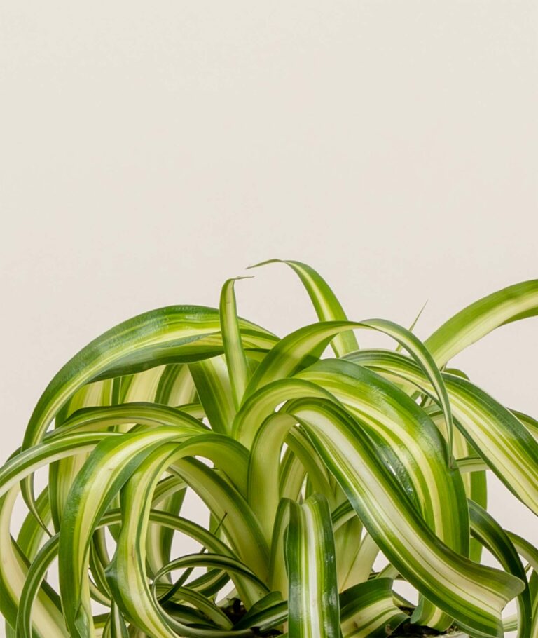 Curly Spider Plant » Planted Pot