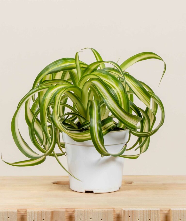 Curly Spider Plant » Planted Pot