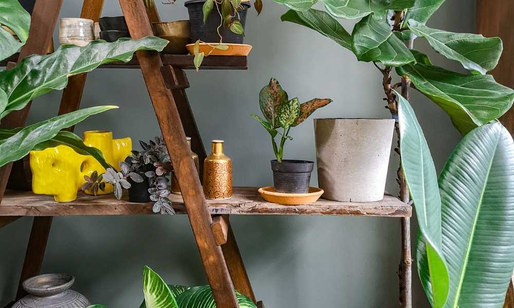 plants on shelves with pottery