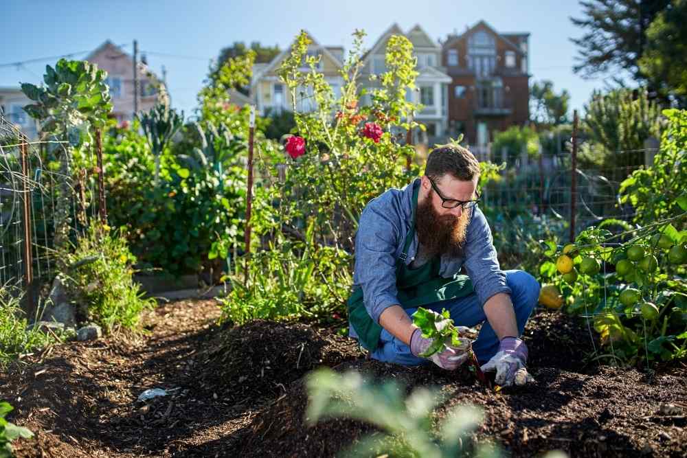 bearded man taking care of plants