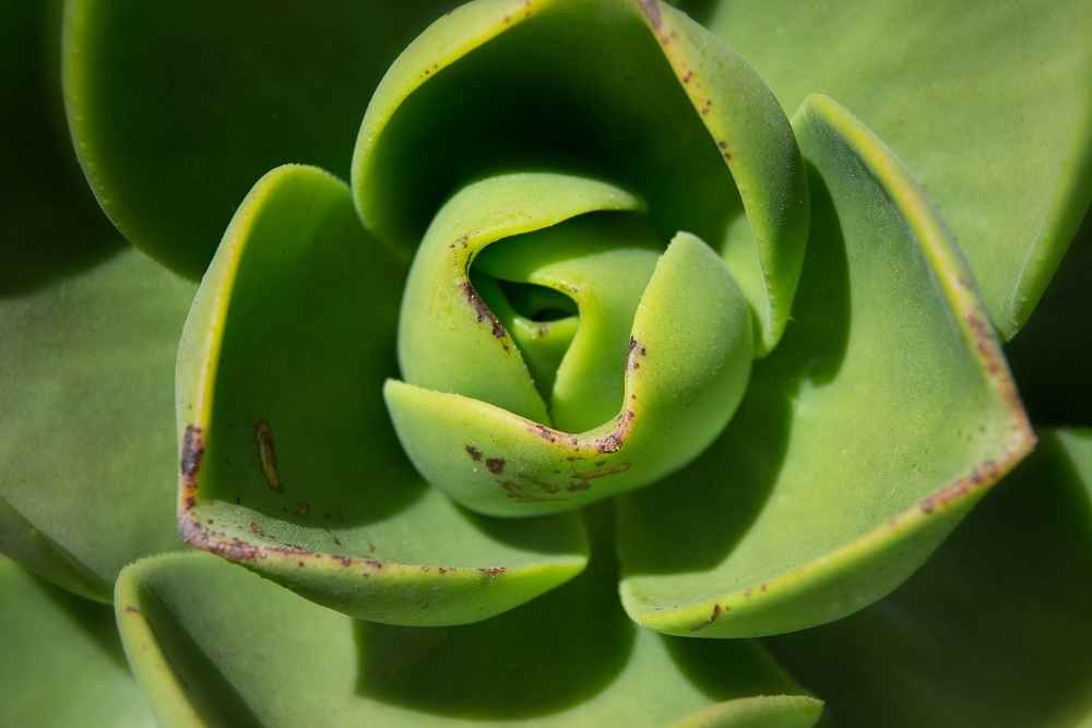 close up of succulent leaves