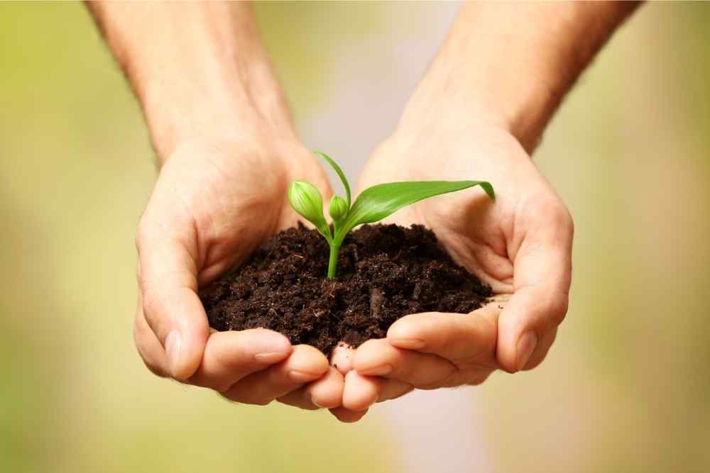holding soil and plant