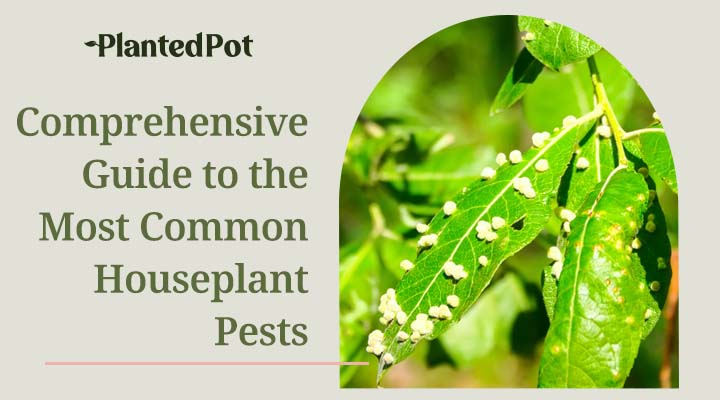houseplant pests
