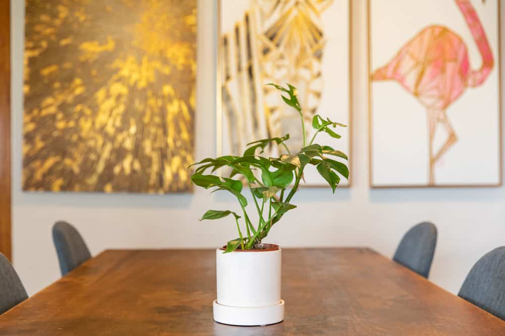 monstera on conference table