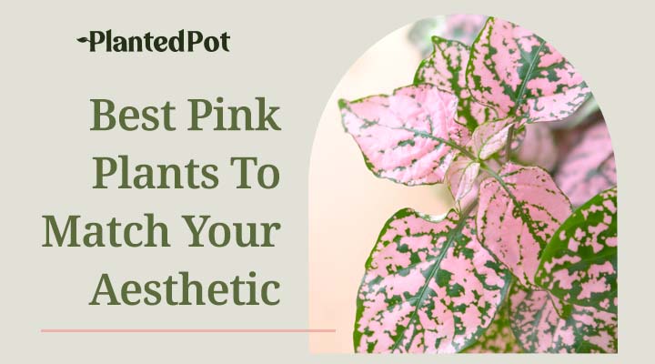 pink plants