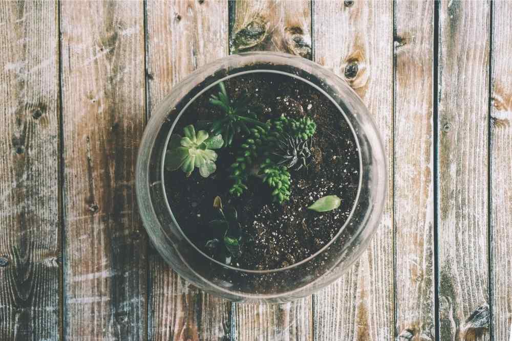 plants growing in dirt fishbowl