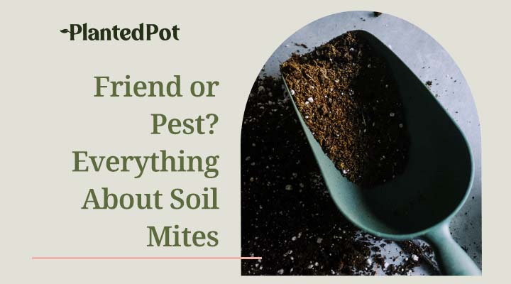 soil mites