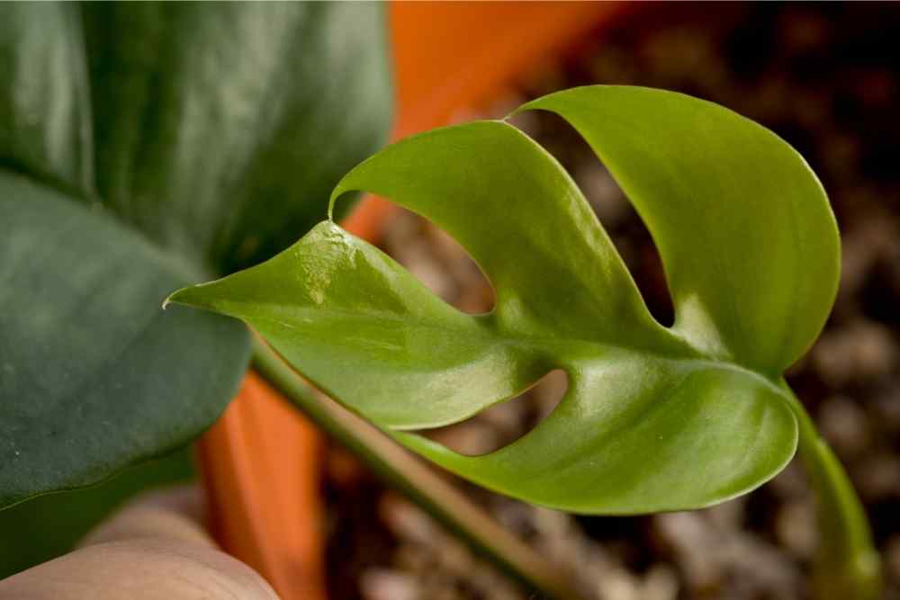 split leaf plant close up
