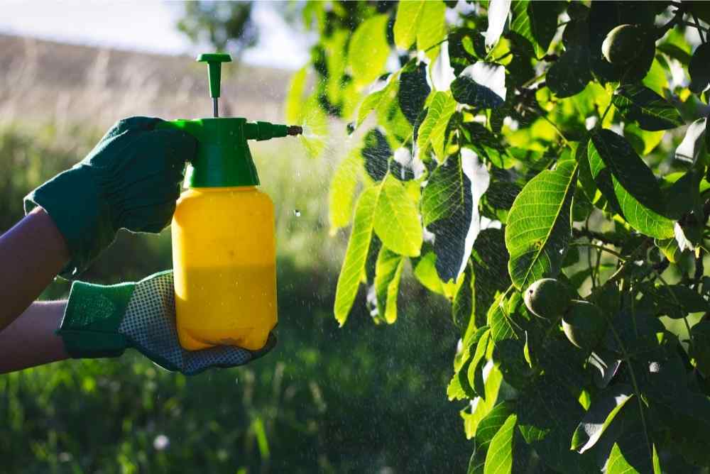 treating leaves with spray
