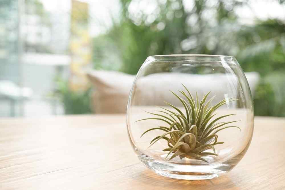 air plant in fishbowl