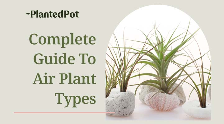 air plant types