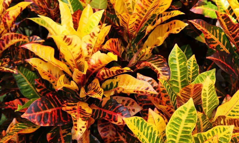 array of golden leaves