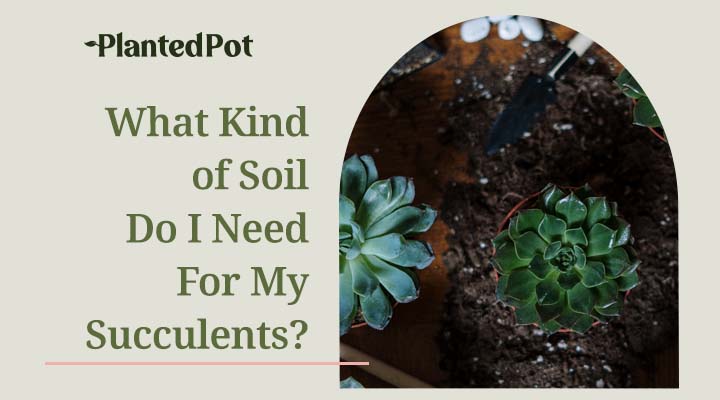 best soil for succulents