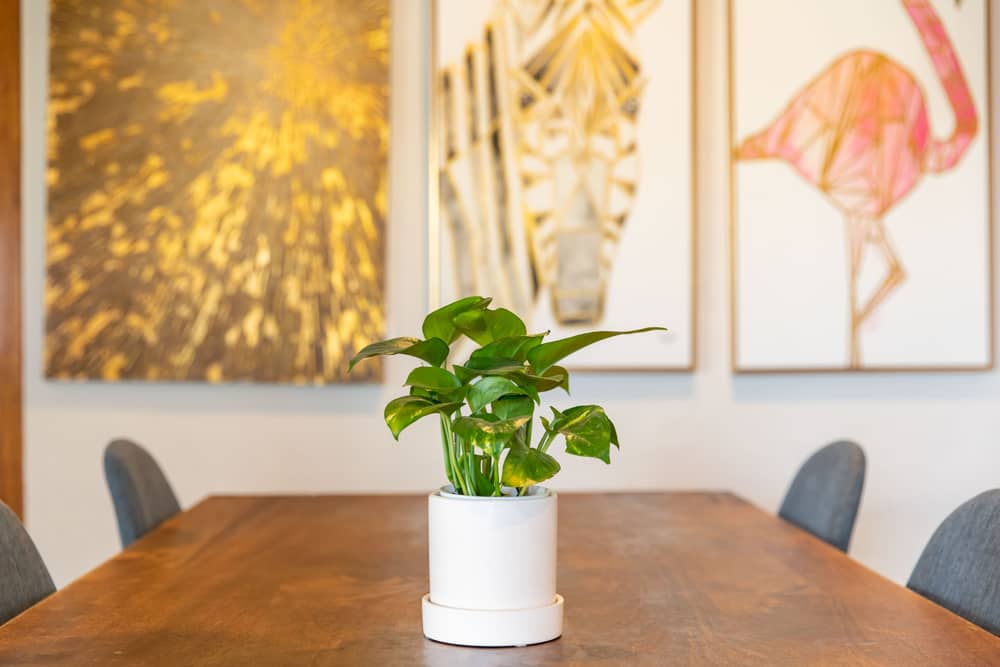 conference table plant white pot
