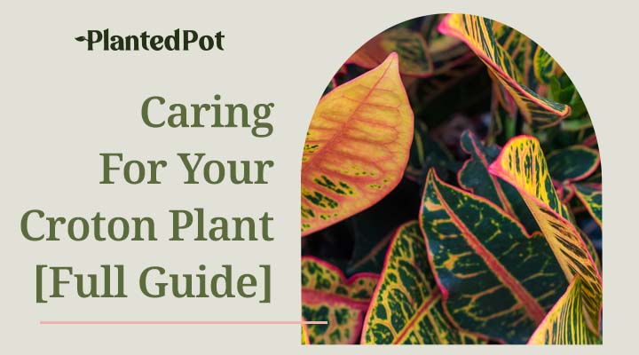croton plant care