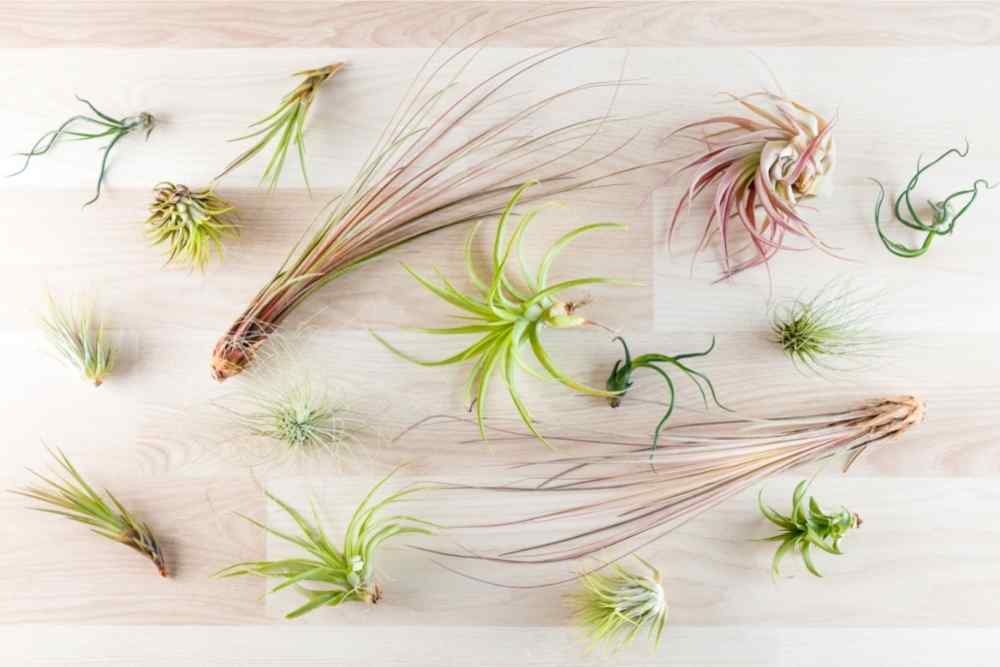 different types of air plants