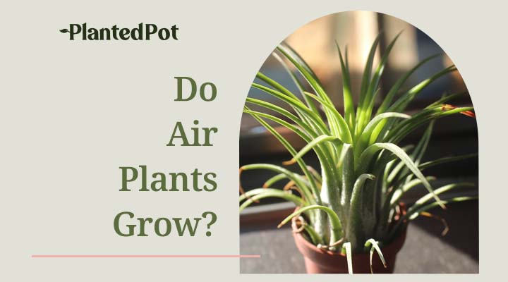 do air plants grow