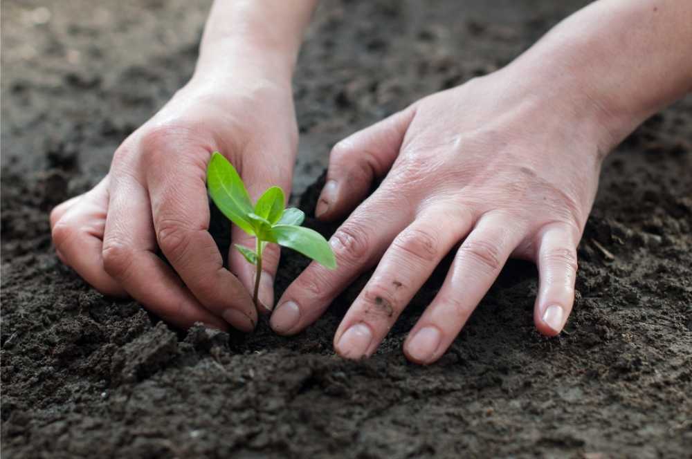 hands planting plant in soil