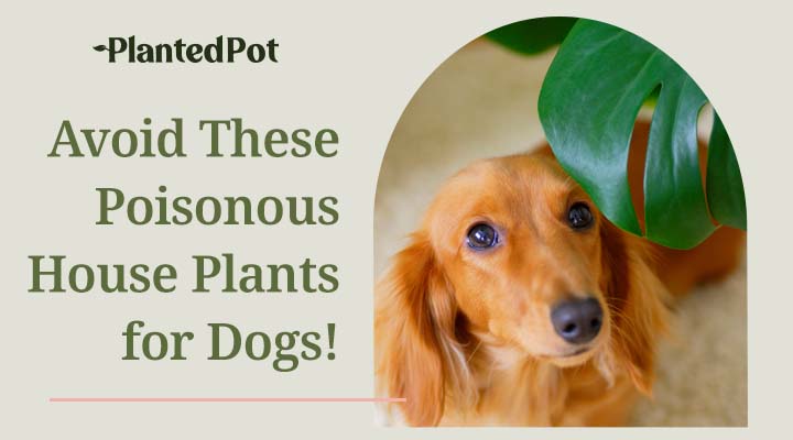 10 Houseplants That Are Poisonous To