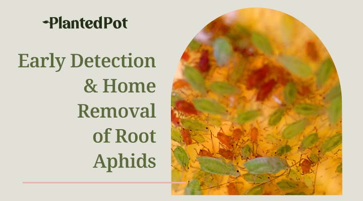 how to get rid of root aphids