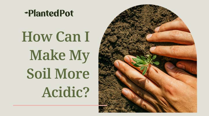 how to make soil acidic