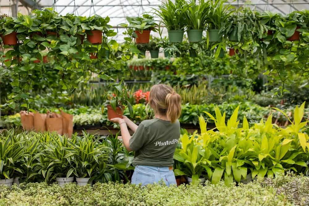 picking out plants from greenhouse