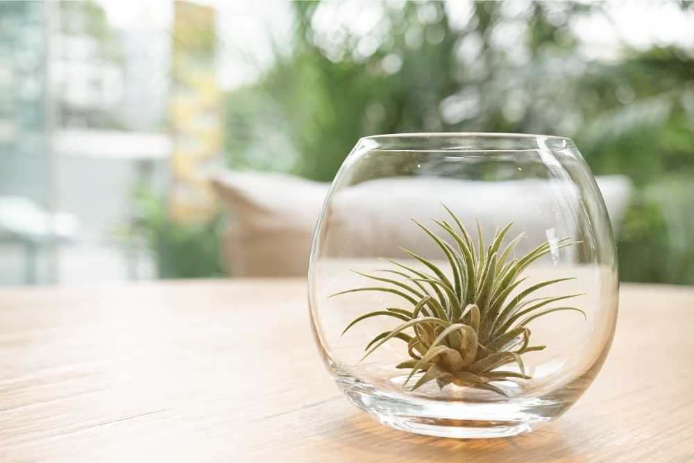 putting air plant in bowl