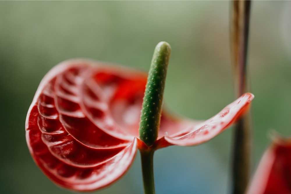 red anthurium leaf